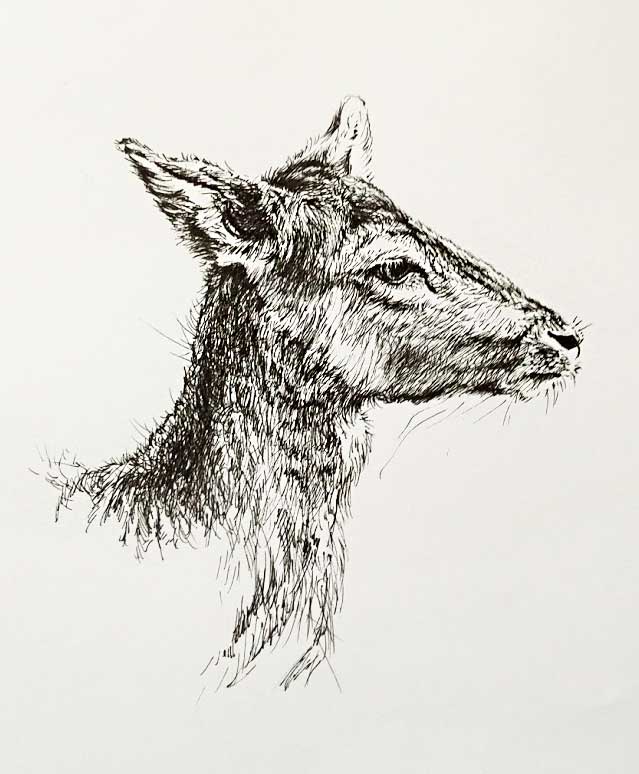 <q>Deer</q>, fineliner
