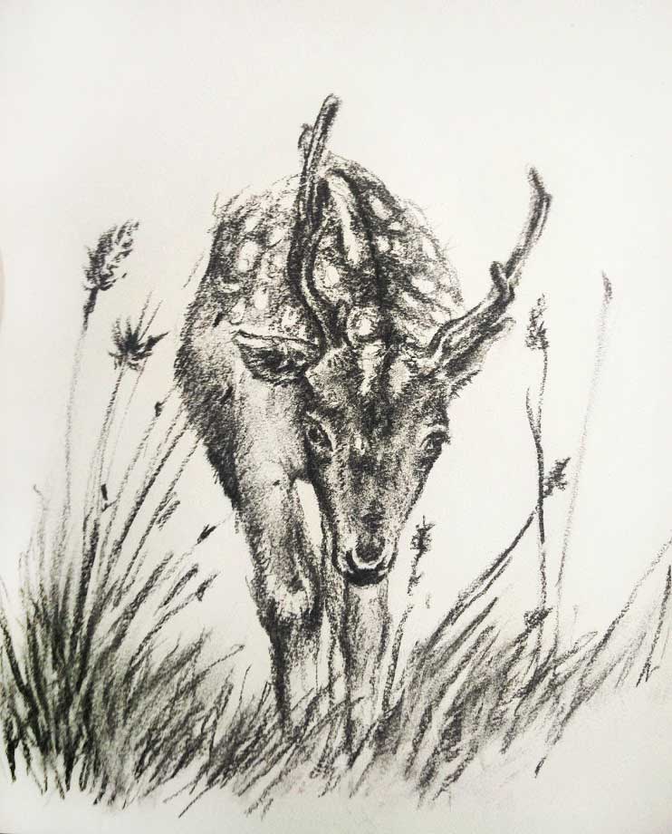 <q>Deer</q>, charcoal